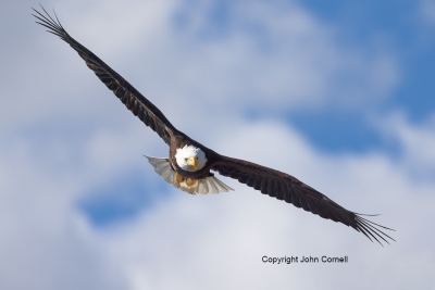 Bald-Eagle;Eagle;Flying-Bird;Haliaeetus-leucocephalus;Photography;action;active;
